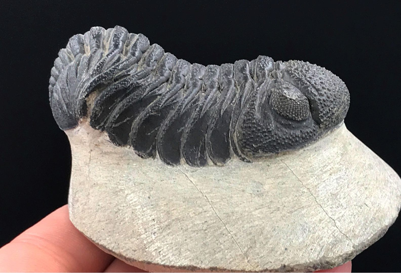 Paleontology Fossil 3D Scans